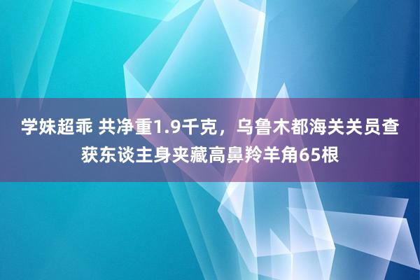 学妹超乖 共净重1.9千克，乌鲁木都海关关员查获东谈主身夹藏高鼻羚羊角65根